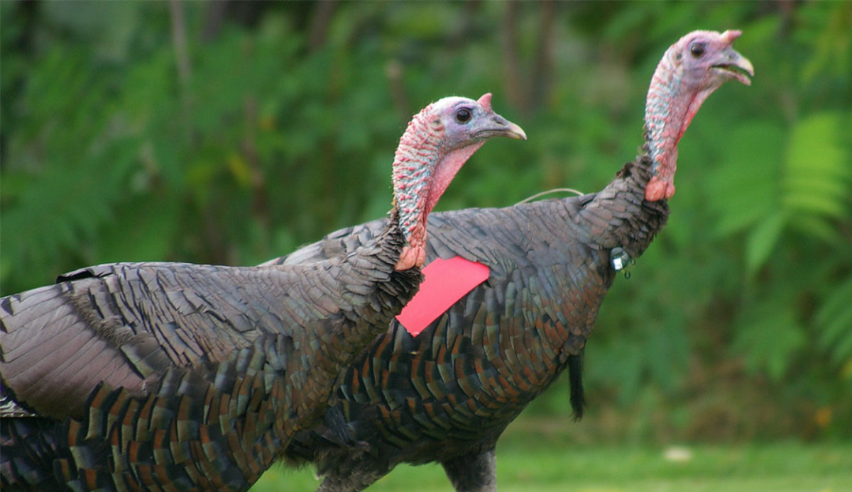 Courtesy of United States Department of Agriculture Flickr