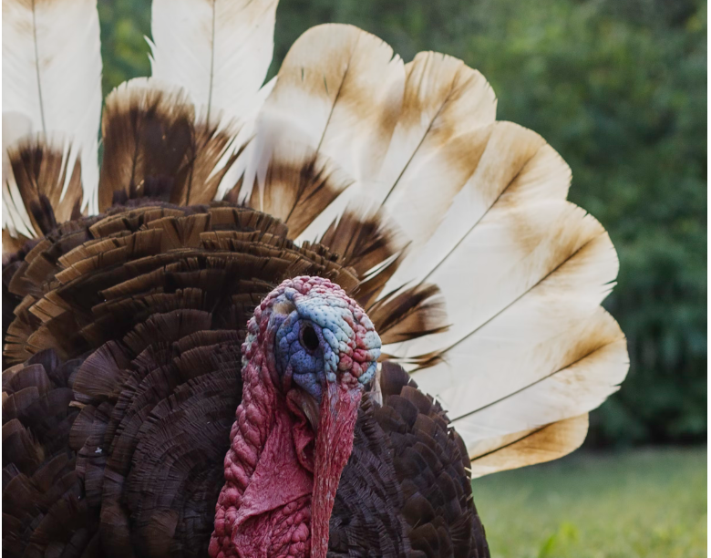 What's The Deal with Airplane Food? S2 Ep. 7