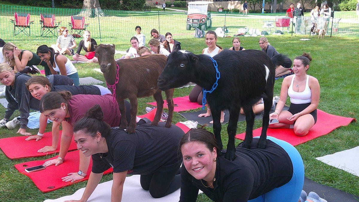 A ‘Baaa-rilliant time’: Students Respond to Goat Yoga Event at Library Lawn